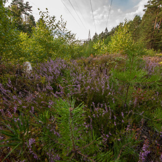 Blühende Heide auf einer Schneise im Wald.