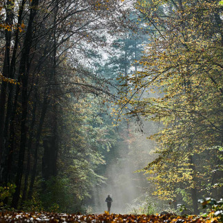 Herbststimmung im Nürnberger Reichswald.
