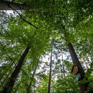 Schmausenbuck Baumwipfel