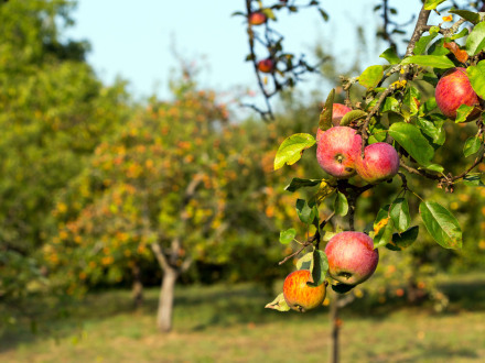 Foto: Ein Ast von einem Apfel·baum auf einer Wiese. Im Hintergrund sind noch mehr Bäuzme., Bild © Christian Palent / AdobeStock