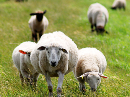 Foto von Schafen auf einer Wiese.