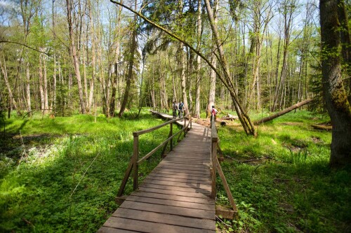 Holzsteg im Lorenzer Reichswald in der Nähe des Valznerweihers. © Christine Dierenbach / Stadt Nürnberg