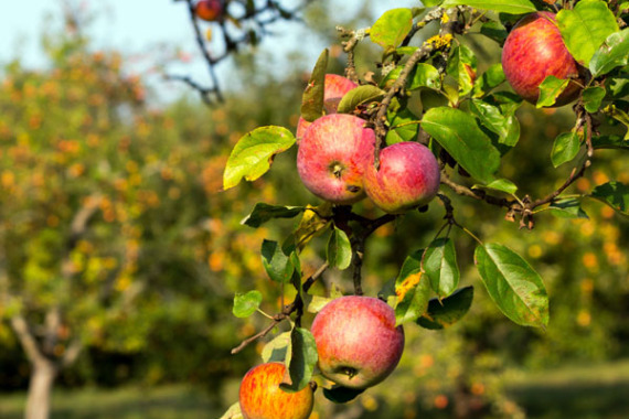 Streuobstäpfel auf einer Wiese.