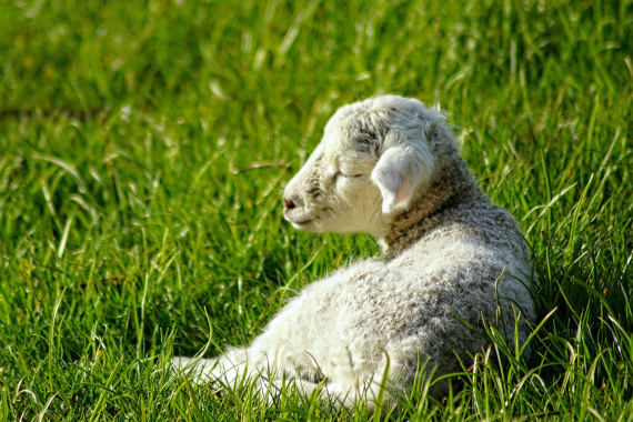 Ein müdes Lamm macht auf einer sonnigen Wiese ein Nickerchen.