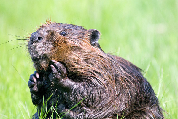 Ein Biber sitzt auf einer Wiese