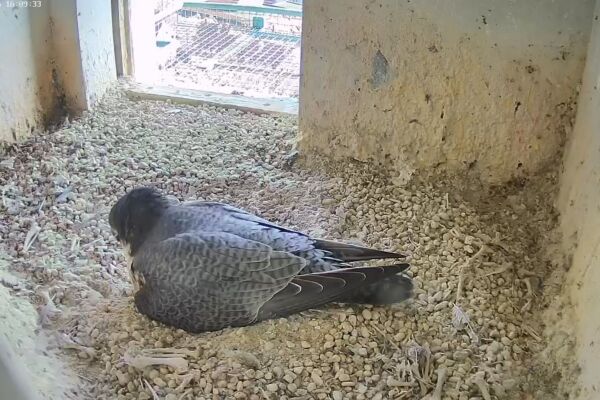 Ein Wanderfalke brütet seine Eier im Sinnwellturm.