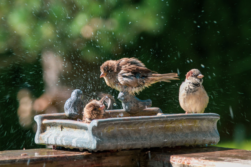 Bild © DoreenB. Photography / AdobeStock Spatzen trinken und baden in einer Wasserstelle in einem Garten., Bild © DoreenB. Photography / AdobeStock
