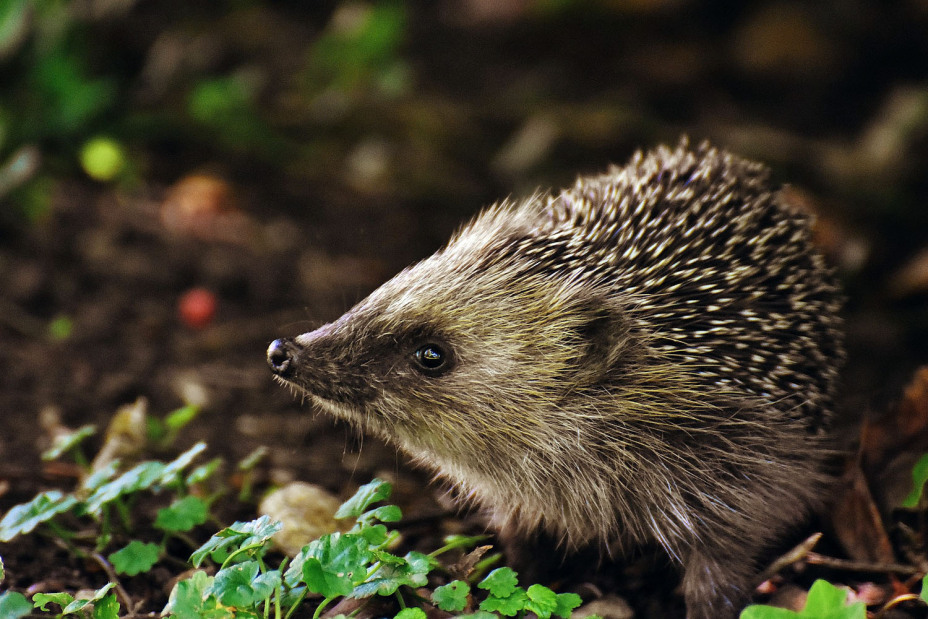 Ein junger Igel durchstreift einen Garten.