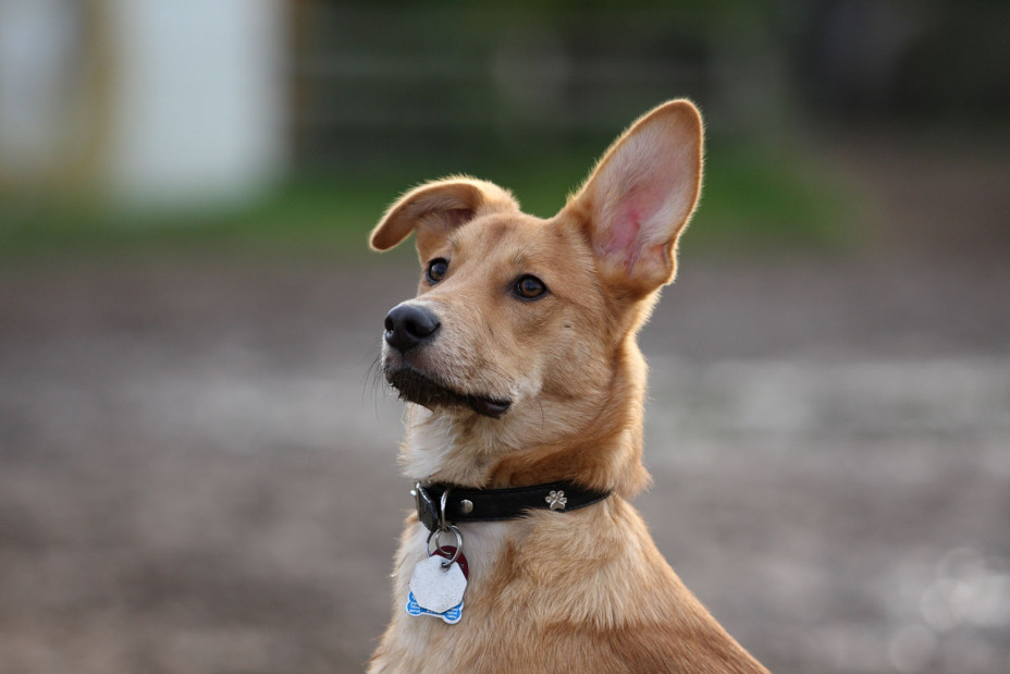Hund mit Halsband und Hundemarke.