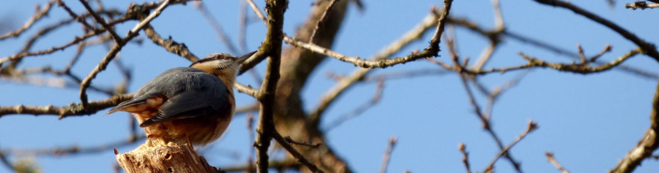 Kleiber auf Baum, Bild © YvonneH / pixabay.com