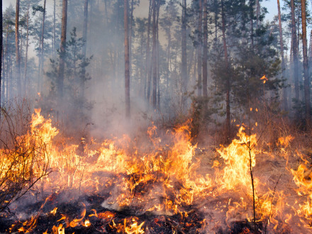 Das Bild zeigt einen Wald·brand.