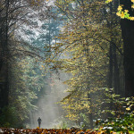 Nürnberger Richswald im Herbst.