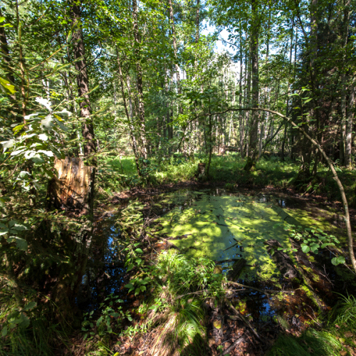 Reichswald © Christine Dierenbach / Stadt Nürnberg