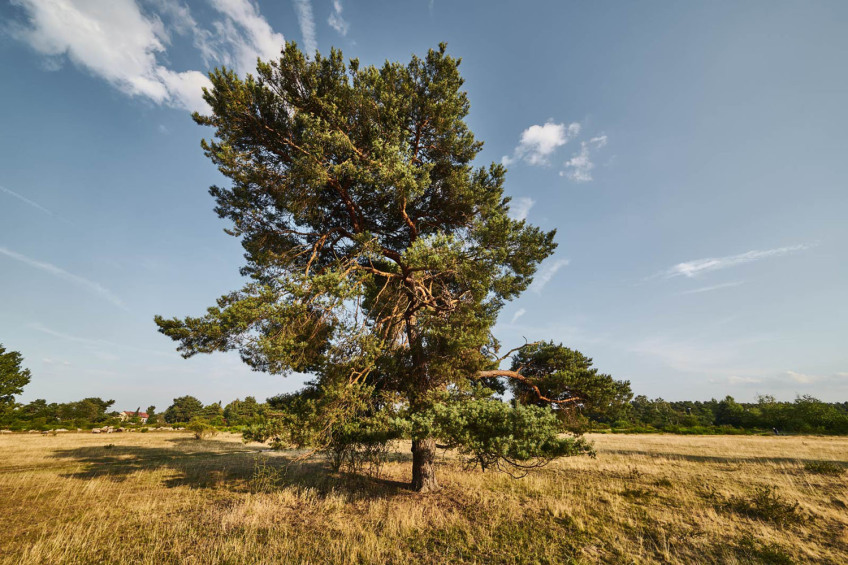 Bild © Gerhard Illig / Stadt Nürnberg Moorenbrunnfeld in Nürnberg im Sommer., Bild © Gerhard Illig / Stadt Nürnberg