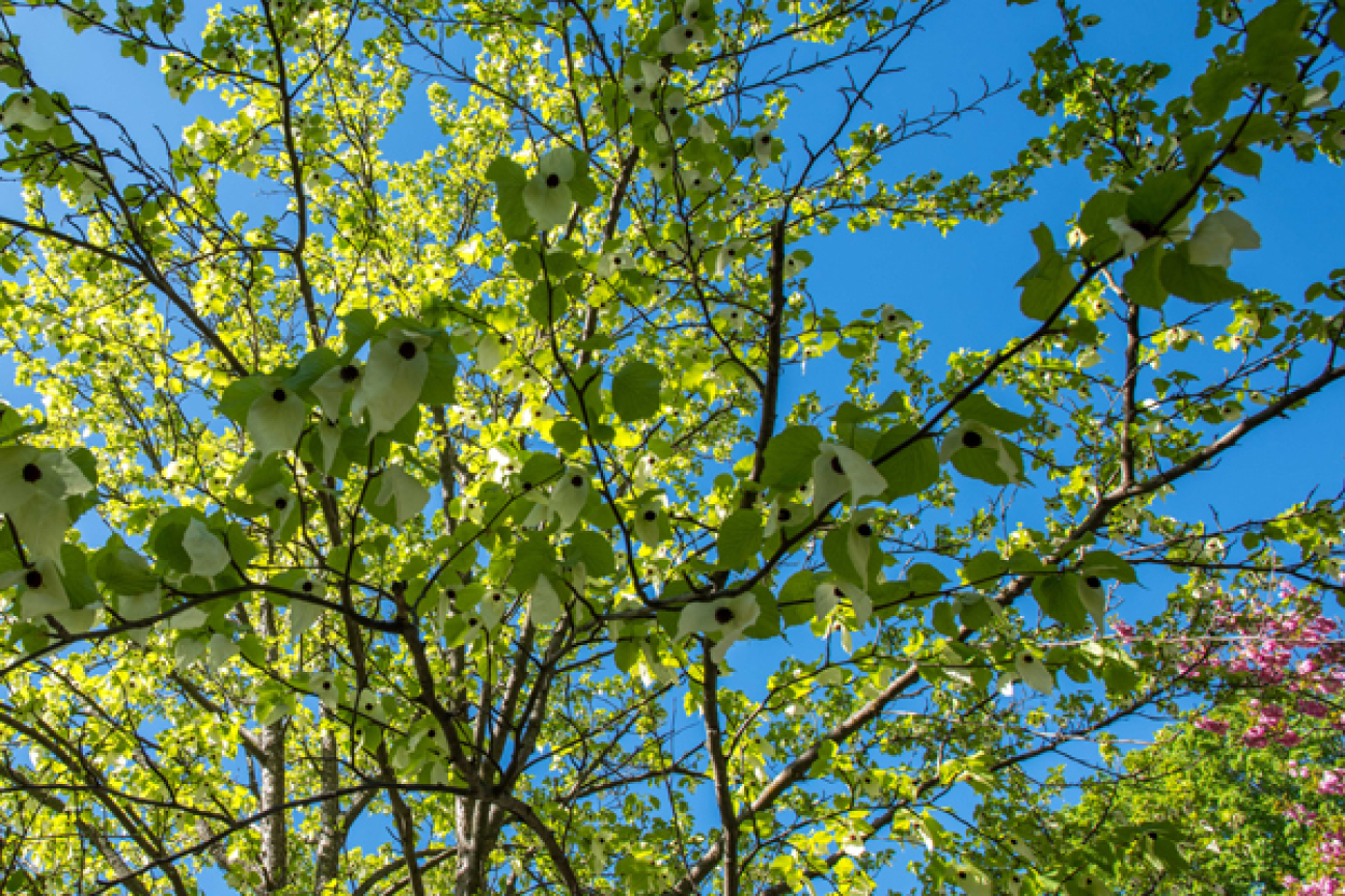 Baumlehrpfad im Stadtpark, Bild © Christine Dierenbach / Stadt Nürnberg