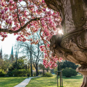 Blühende Magnolie im Nürnberger Stadtpark.