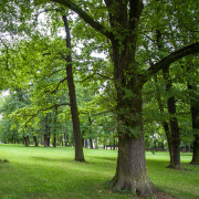 Naturdenkmal Baum am Platnersberg