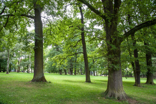 Alte Bäume am Platnersberg. © Ohne Bildnachweis