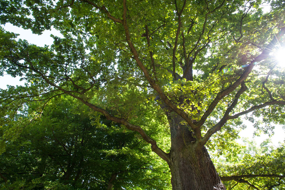 Bild © Ohne Bildnachweis Stiel-Eiche am Platnersberg, Bild © Ohne Bildnachweis