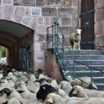 Bis die rund 600 Schafe durch das enge Tor getrieben sind, heißt es für Passanten: Bitte warten!