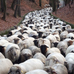 Eine große Herde zieht vom Pegnitztal Ost durch die Innenstadt in ihr Winterquartier.