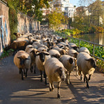 Schafzug im Pegnitztal West in Nürnberg.
