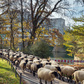 ( Bild: Simone Schiessl / Simone Schiessl ) Weiter geht es bei strahlender Herbstsonne über die Hallerwiese.