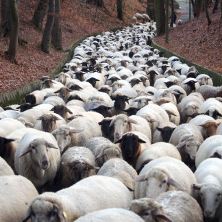 ( Bild: Gisa Treiber / Gisa Treiber / Stadt Nürnberg ) Eine große Herde zieht vom Pegnitztal Ost durch die Innenstadt in ihr Winterquartier.