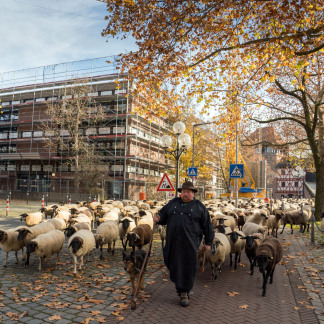 ( Bild: Simone Schiessl / Simone Schiessl ) Schäfer Thomas Gagstatter führt seine Tiere über die Insel Schütt.