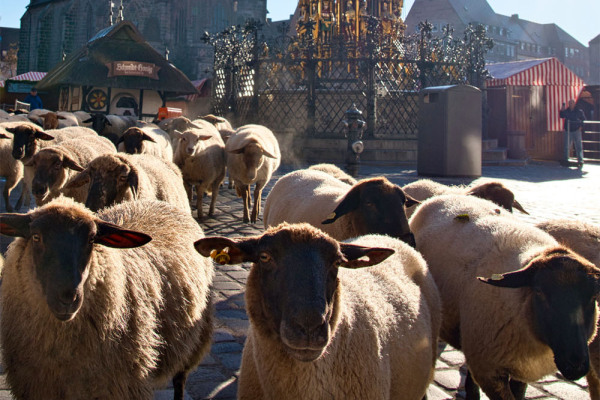 Schafzug über den Hauptmarkt in Nürnberg.