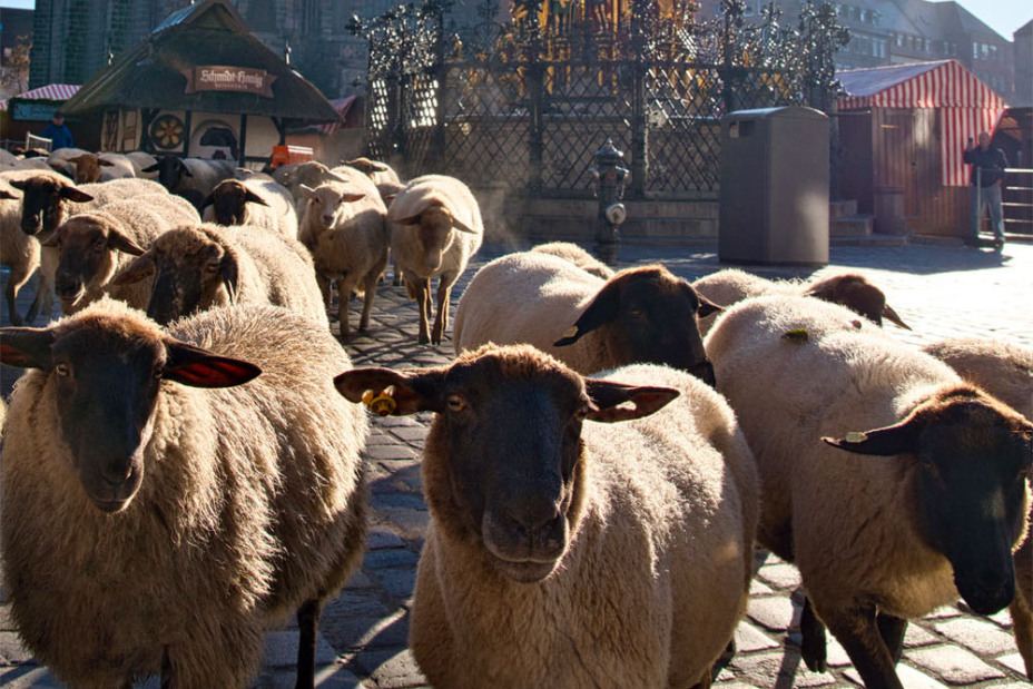 Schafzug über den Hauptmarkt in Nürnberg.
