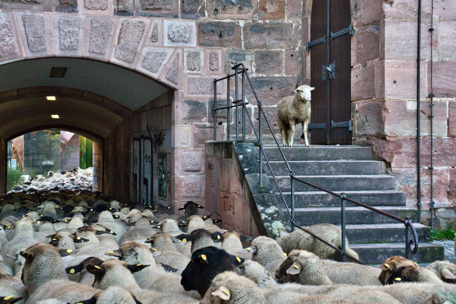 Schafzug am Haller Tor in Nürnberg.