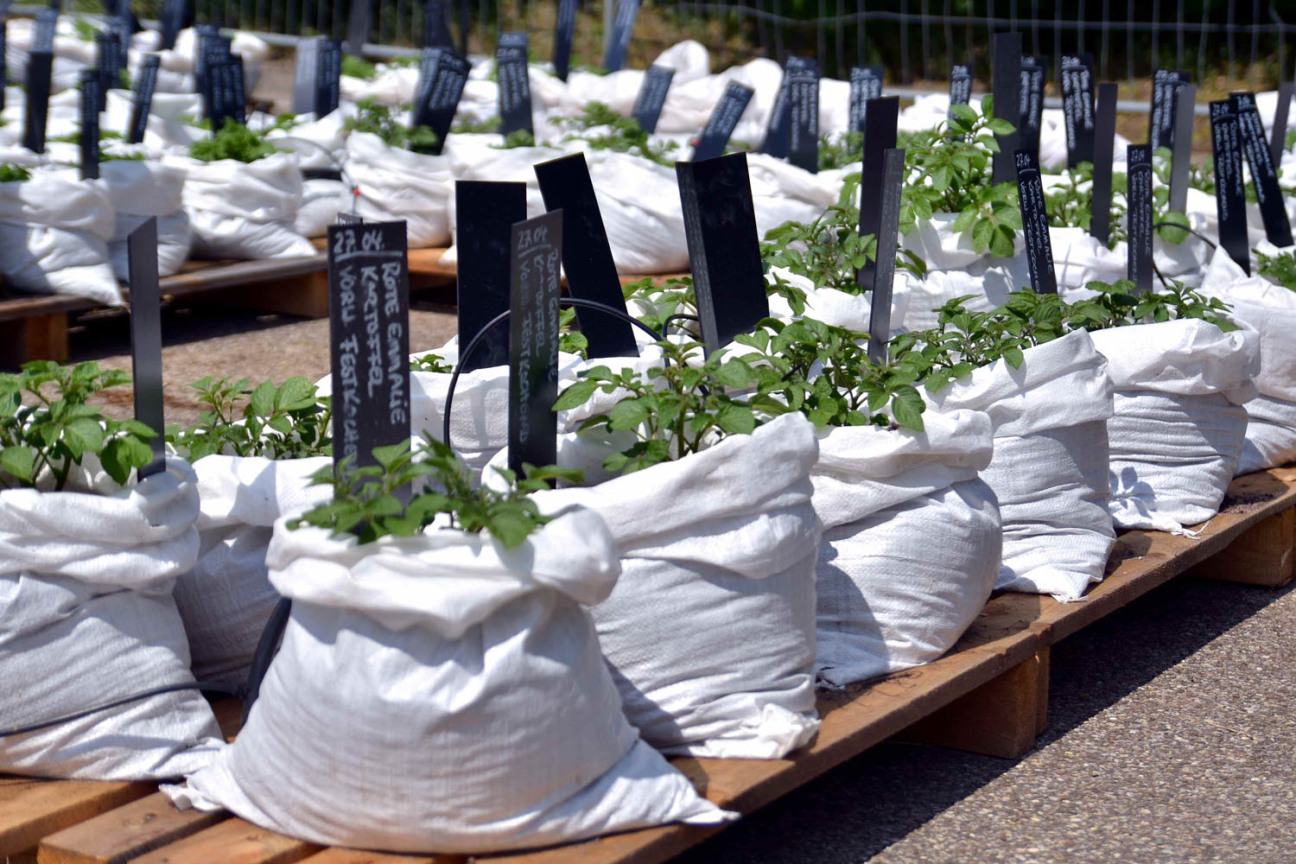 Jungpflanzen in Säcken im Stadtgarten., Bild © Christian_Sperber