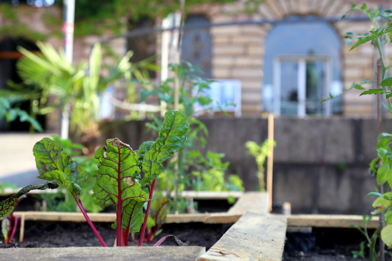 Beete der Essbaren Stadt auf dem Egidienberg., Bild © Johannes Sporrer / Stadt Nürnberg