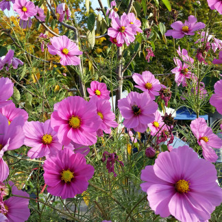 Erntefest im Stadtgarten