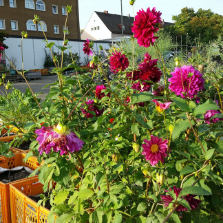 Erntefest im Stadtgarten