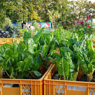 Erntefest im Stadtgarten