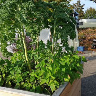 Erntefest im Stadtgarten