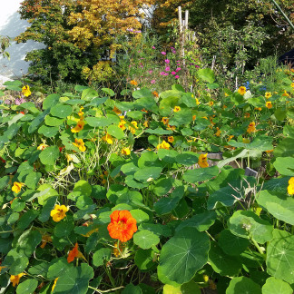 Erntefest im Stadtgarten