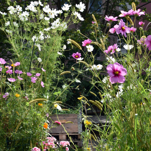 © Leonie Purrucker / Stadt Nürnberg Blühende Herbstanemonen im Hofgärtchen. © Leonie Purrucker / Stadt Nürnberg