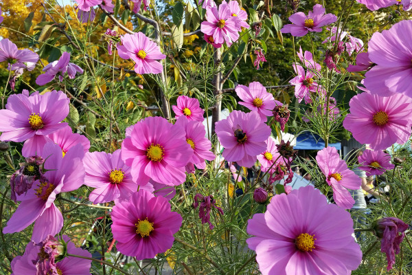 Blumen Erntefest Stadtgarten