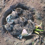 Kiebitzküken in ihrem Nest auf dem Boden.