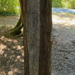 Beschädigter Baum im Stadtpark