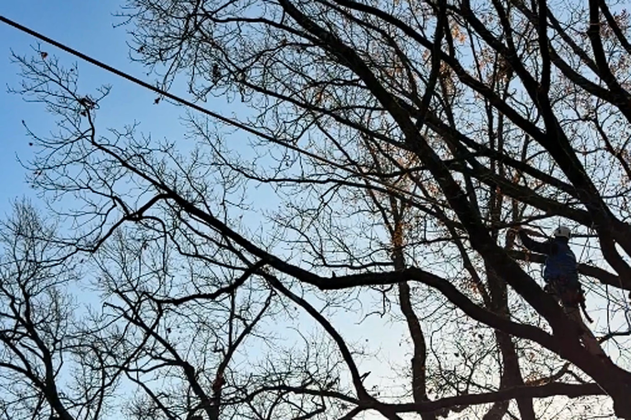 Bild © Johannes Sporrer / Stadt Nürnberg Das Seil wird in den Bäumen befestigt., Bild © Johannes Sporrer / Stadt Nürnberg