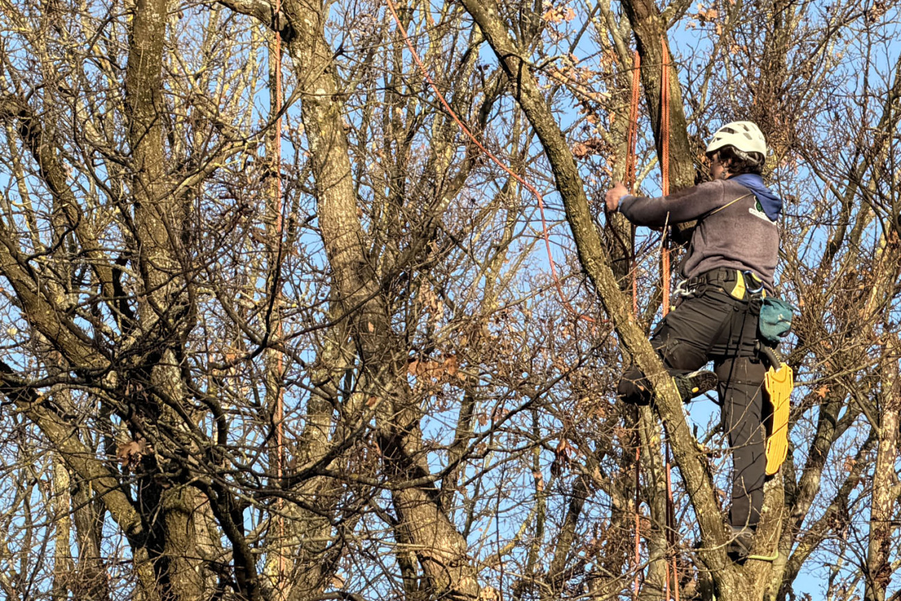 Bild © Johannes Sporrer / Stadt Nürnberg Kletterer montieren die Befestigungen der Seilbrücke in den Bäumen., Bild © Johannes Sporrer / Stadt Nürnberg