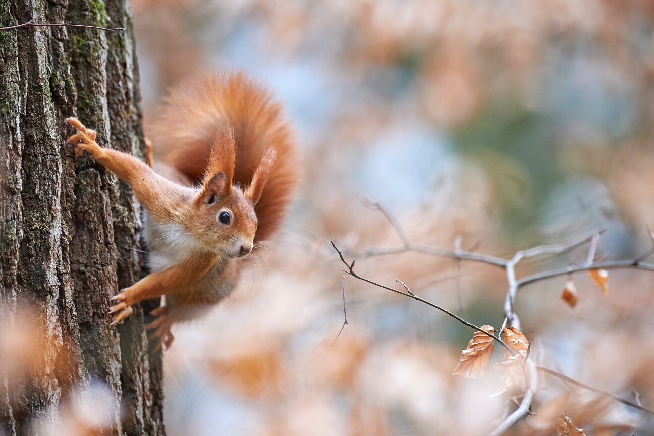 Eichhörnchen vor herbstlichem Hintergrund