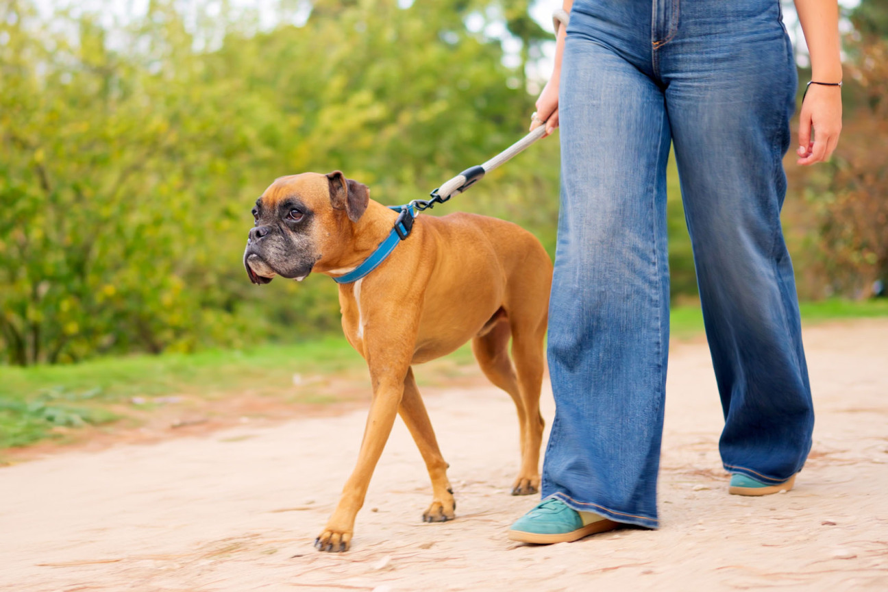 Eine Frau geht mit einem Boxer an der Leine spazieren., Bild © Iván Moreno / 1853537526/Adobe Stock