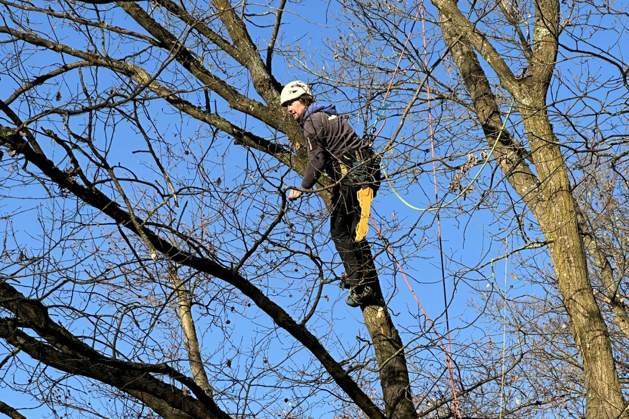 Bild © Johannes Sporrer / Stadt Nürnberg Kletterer montieren die Seilbrücke in den Bäumen., Bild © Johannes Sporrer / Stadt Nürnberg