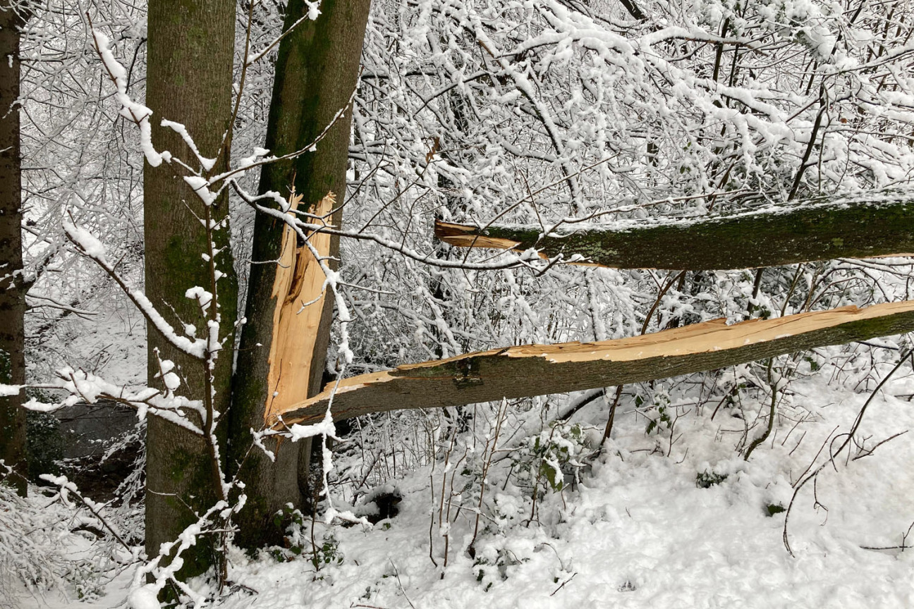 Ein Baumstamm ist durch die Last des Schnees abgebrochen., Bild © AdobeStock