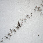 Ameisen auf einer Wand.